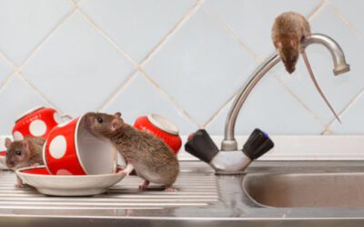 Three Reasons Why You Shouldn’t Delay Rodent Control Services